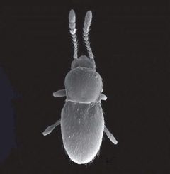 ZooKeys - Cephennium aridum by Katie J. Hopp, Michael S. Caterino. Used under a CC BY 3.0 license.