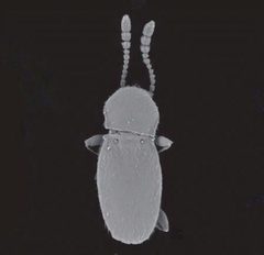ZooKeys - Cephennium canestroi by Katie J. Hopp, Michael S. Caterino. Used under a CC BY 3.0 license.