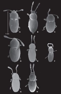Cephennium spp by Katie J. Hopp, Michael S. Caterino. Used under a CC BY 3.0 license.