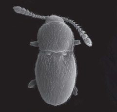 ZooKeys - Cephennium grandarboreum by Katie J. Hopp, Michael S. Caterino. Used under a CC BY 3.0 license.