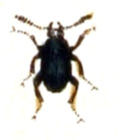Stenichnus.scutellaris.-.calwer.10.19 by Emil Hochdanz
. Used under a Public domain license.