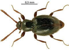 Stenichnus scutellaris by Pentinsaari M, Anderson R, Borowiec L, Bouchard P, Brunke A, Douglas H, Smith A, Hebert P (2019) DNA barcodes reveal 63 overlooked species of Canadian beetles (Insecta, Coleoptera). ZooKeys 894: 53-150. https://doi.org/10.3897/zookeys.894.37862. Used under a CC BY 4.0 license.