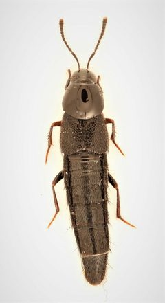 Acylophorus pronus 275979290 by Nick Bédard. Used under a CC0 license.