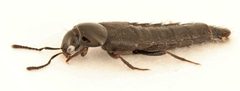 Acylophorus pronus 275979320 by Nick Bédard. Used under a CC0 license.