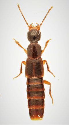 Erichsonius brachycephalus 280144343 by Nick Bédard. Used under a CC0 license.