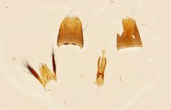 Erichsonius brachycephalus 280144359 by Nick Bédard. Used under a CC0 license.
