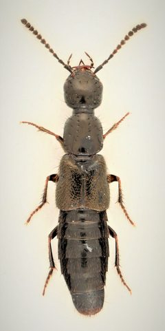 Bisnius siegwaldii 260535893 by Nick Bédard. Used under a CC0 license.