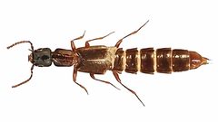 Cafius bistriatus by J.Howard Frank, Kee-Jeong Ahn. Used under a CC BY-SA 3.0 license.