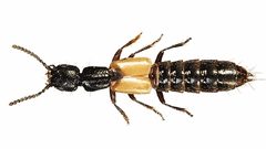 Cafius luteipennis by J.Howard Frank, Kee-Jeong Ahn. Used under a CC BY-SA 3.0 license.