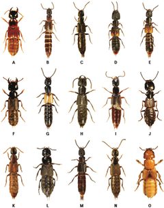 Habitus-photographs-A-Cafius-australis-154-mm-B-C-bistriatus-77-mm-C-C-histrio by J.Howard Frank, Kee-Jeong Ahn. Used under a CC BY-SA 3.0 license.