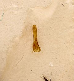 Philonthus aequalis 332375175 by Nick Bédard. Used under a CC0 license.