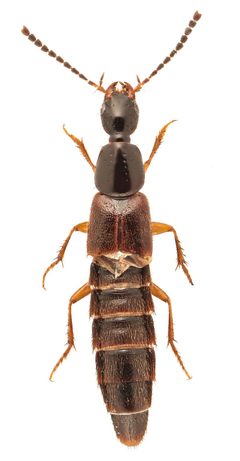 Philonthus aequalis 332375189 by Nick Bédard. Used under a CC0 license.