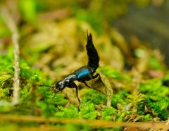 Philonthus caeruleipennis by Joshua Mayer from Madison, WI, USA. Used under a CC BY-SA 2.0 license.