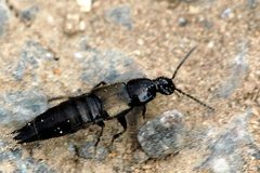 Philonthus.cognatus by James K. Lindsey. Used under a CC BY-SA 3.0 license.