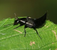 Philonthus cognatus - Flickr - S. Rae by S. Rae from Scotland, UK. Used under a CC BY 2.0 license.