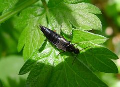 Staphylinidae. Philonthus species. Rove Beetle. Possibly P. cognatus or P. decorus. - Flickr - gailhampshire by gailhampshire from Cradley, Malvern, U.K. Used under a CC BY 2.0 license.