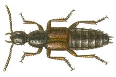 Philonthus varians by Edmund Reitter
. Used under a Public domain license.