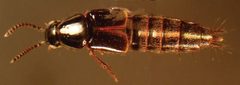 Quedius cinctus by Christopher G. Majka, Jean-Philippe Michaud, Gaétan Moreau. Used under a CC BY 3.0 license.