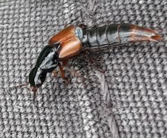 Quedius cruentus by Noisytoy. Used under a CC BY-SA 4.0 license.