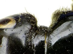 Creophilus maxillosus detail1 by Siga. Used under a CC BY-SA 3.0 license.