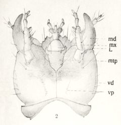 Creophilus maxillosus larva Kemner by Niels Kemner  1887 - 1948. Used under a Public domain license.