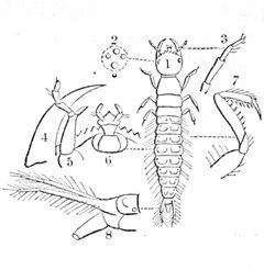 Creophilus maxillosus larva Westwood by John O. Westwood  1805 - 1893. Used under a Public domain license.