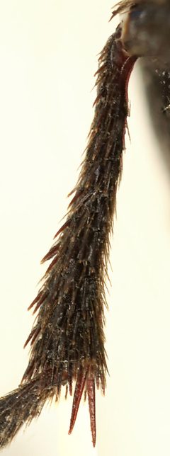 Creophilus maxillosus middle tibia by Siga. Used under a CC BY-SA 4.0 license.