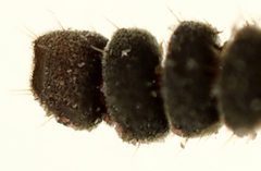 Creophilus maxillosus tip antennae rotated by Siga. Used under a CC BY-SA 4.0 license.