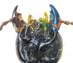 Ocypus aeneocephalus head under by Siga. Used under a CC BY-SA 3.0 license.