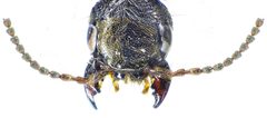 Ocypus aeneocephalus head up by Siga. Used under a CC BY-SA 3.0 license.