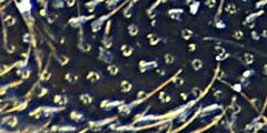Ocypus aeneocephalus pronotum detail by Siga. Used under a CC BY-SA 3.0 license.