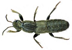 Ocypus aeneocephalus up by Siga. Used under a CC BY-SA 3.0 license.
