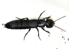 Ocypus-nitens-03-fws by Francisco Welter-Schultes. Used under a CC0 license.