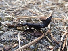 Ocypus olens Curonian Spit by Syrio. Used under a CC BY-SA 4.0 license.