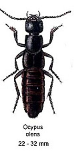 Staphylinus olens by wikipedia. Used under a Public domain license.