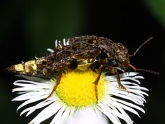 Ontholestes cingulatus  by Bruce Marlin. Used under a CC BY-SA 3.0 license.