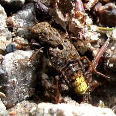 Ontholestes cingulatus 1 by Jacy Lucier. Used under a CC BY-SA 4.0 license.