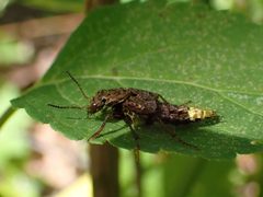 Ontholestes cingulatus 198248620 by Evan M. Raskin. Used under a CC BY 4.0 license.