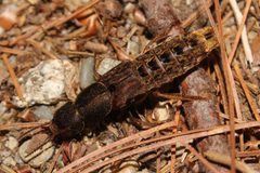 Platydracus maculosus 197829306 by Alex Karasoulos. Used under a CC BY 4.0 license.