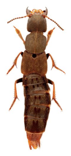 Platydracus mysticus 323150263 by Nick Bédard. Used under a CC0 license.