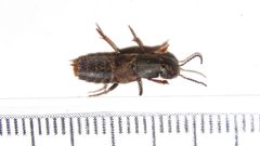 Platydracus mysticus 76390092 by Dan MacNeal. Used under a CC BY 4.0 license.