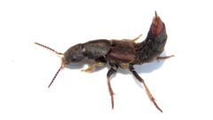 Platydracus mysticus 79059078 by Dan MacNeal. Used under a CC BY 4.0 license.