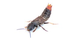 Platydracus mysticus 79059099 by Dan MacNeal. Used under a CC BY 4.0 license.