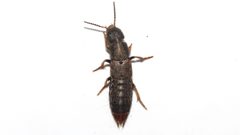 Platydracus mysticus 90856965 by Dan MacNeal. Used under a CC BY 4.0 license.
