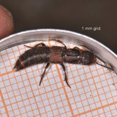 Platydracus zonatus 198736333 by Reiner Jakubowski. Used under a CC BY-SA 4.0 license.