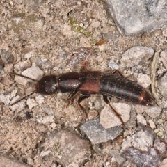 Platydracus zonatus 198736335 by Reiner Jakubowski. Used under a CC BY-SA 4.0 license.