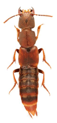 Platydracus zonatus 323150264 by Nick Bédard. Used under a CC0 license.