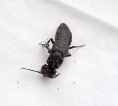 Rove beetle. Possibly Tasgius ater - Flickr - gailhampshire by gailhampshire from Cradley, Malvern, U.K. Used under a CC BY 2.0 license.