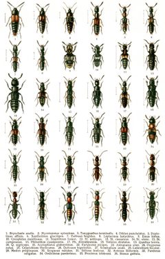 Georgiy Jacobson - Beetles Russia and Western Europe - plate 14 by see in description. Used under a Public domain license.