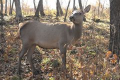 Cervus canadensis xanthopygus by YuryKirienko (talk). Used under a Public domain license.